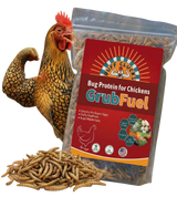 GrubFuel - Black Soldier Fly Larvae for chickens