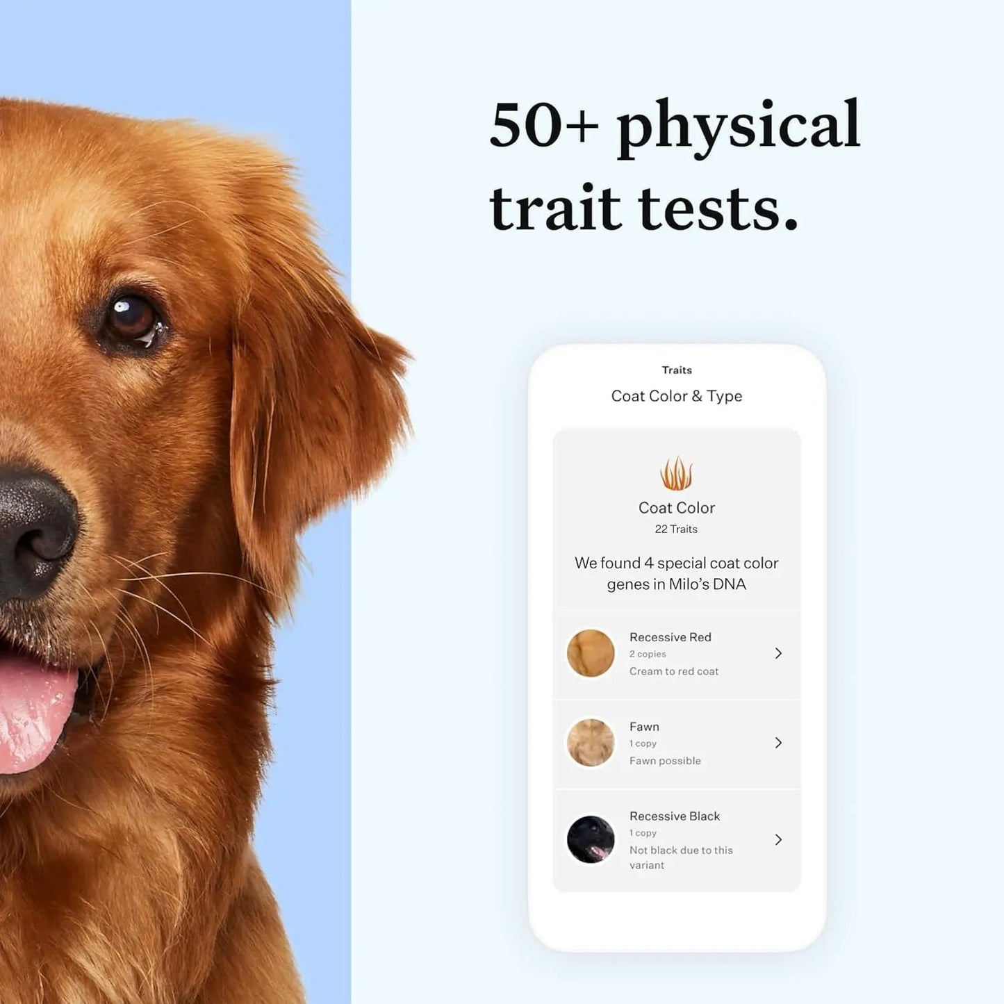 Wisdom Panel Essential Dog DNA Kit – Breed, Health & Trait Insights