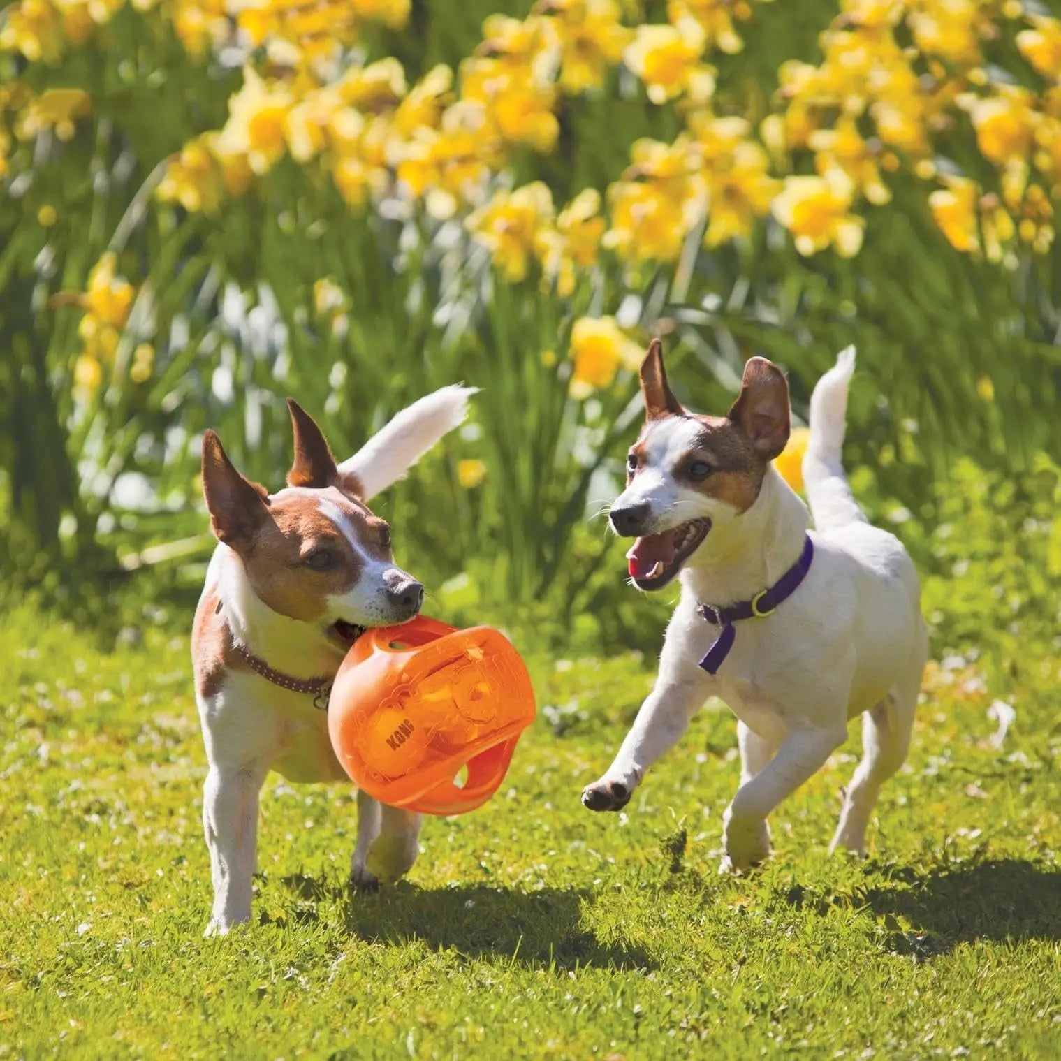 Kong Jumbler Ball Extra Large Interactive Dog Toy Pack of 2 Random Color