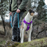 Journey Air Dog Harness, Reflective, Includes Control Handle, No Pull Front Clip - Purple, S