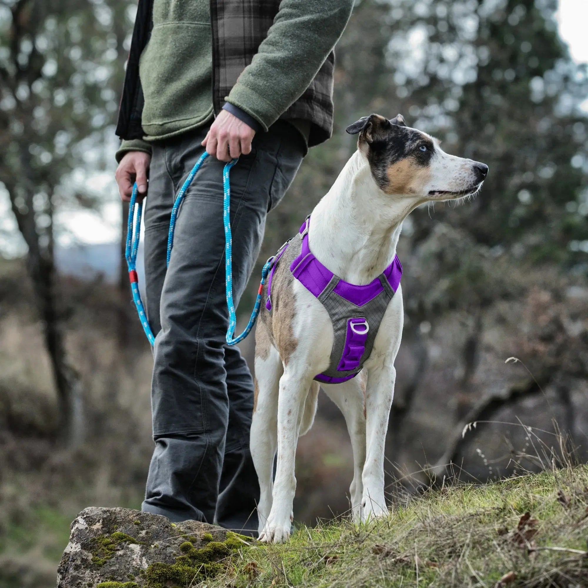 Journey Air Dog Harness, Reflective, Includes Control Handle, No Pull Front Clip - Purple, S