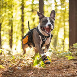 Step N' Strobe Dog Shoes - Water Resistant Dog Boots for All Seasons - Anti-Slip Protective Dog Footwear - LED Light up Soles - Reflective High Visibility Footwear - Set of 4 - X-Large