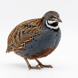 Button Quail Eggs for Hatching - Chinese and King Button Quail, Silver, Dark V, Hens Choice Mix
