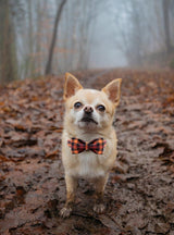 Adjustable Collars for Small Medium Large Dogs and Cats