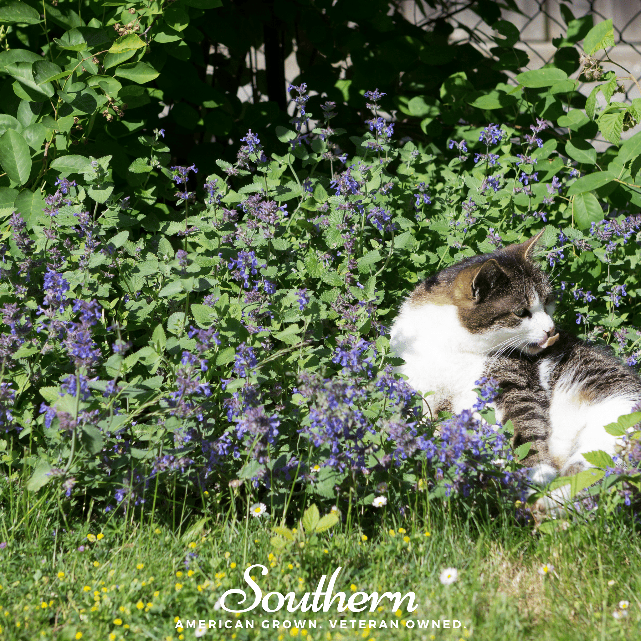 Lemon Catnip – 250 Seeds