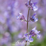 Catnip – 250 Seeds