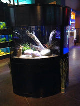 90g Corner 1/4 Cylinder Reef-Ready Aquarium Set in White