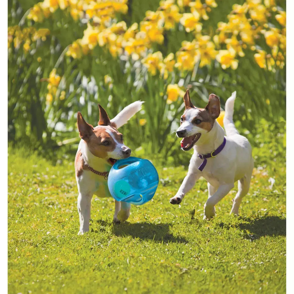 KONG 2-In-1 Jumbler Interactive Dog Toy - Blue - M/L