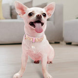 Adjustable cats and dogs Collars