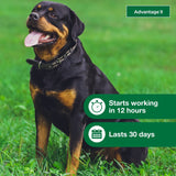 Flea Prevention for XL Dogs 55 Lbs+, 4-Monthly Treatments
