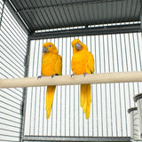 DecorBites™ Large 61" Bird Cage - Non-Toxic Steel, Easy Assembly