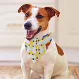 Mondrian Broadway Boogie Woogie Pet Scarf