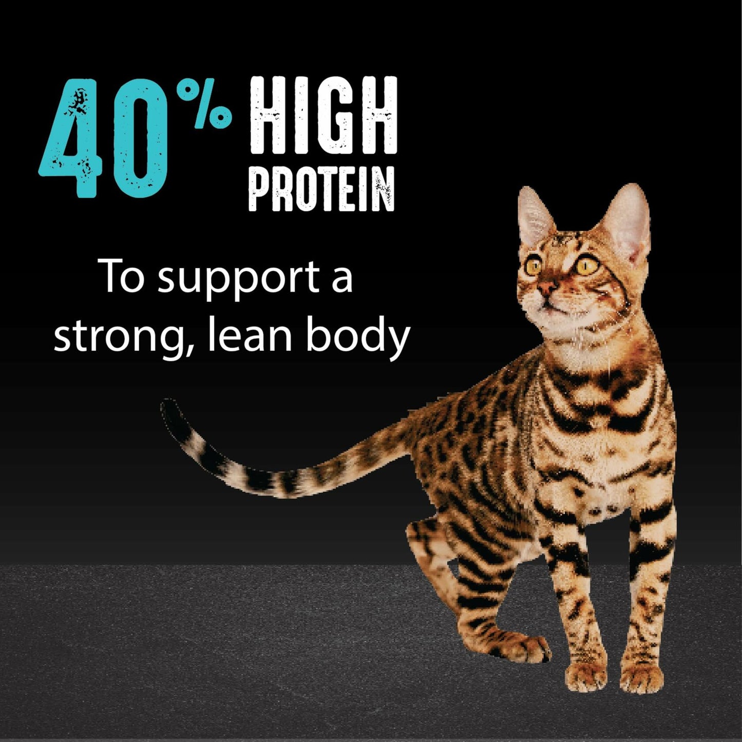 Crave Grain Free Dry Cat Food Salmon Ocean Fish Protein 10 lb Bag