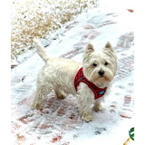 Plush Step In Harness Plaid Red