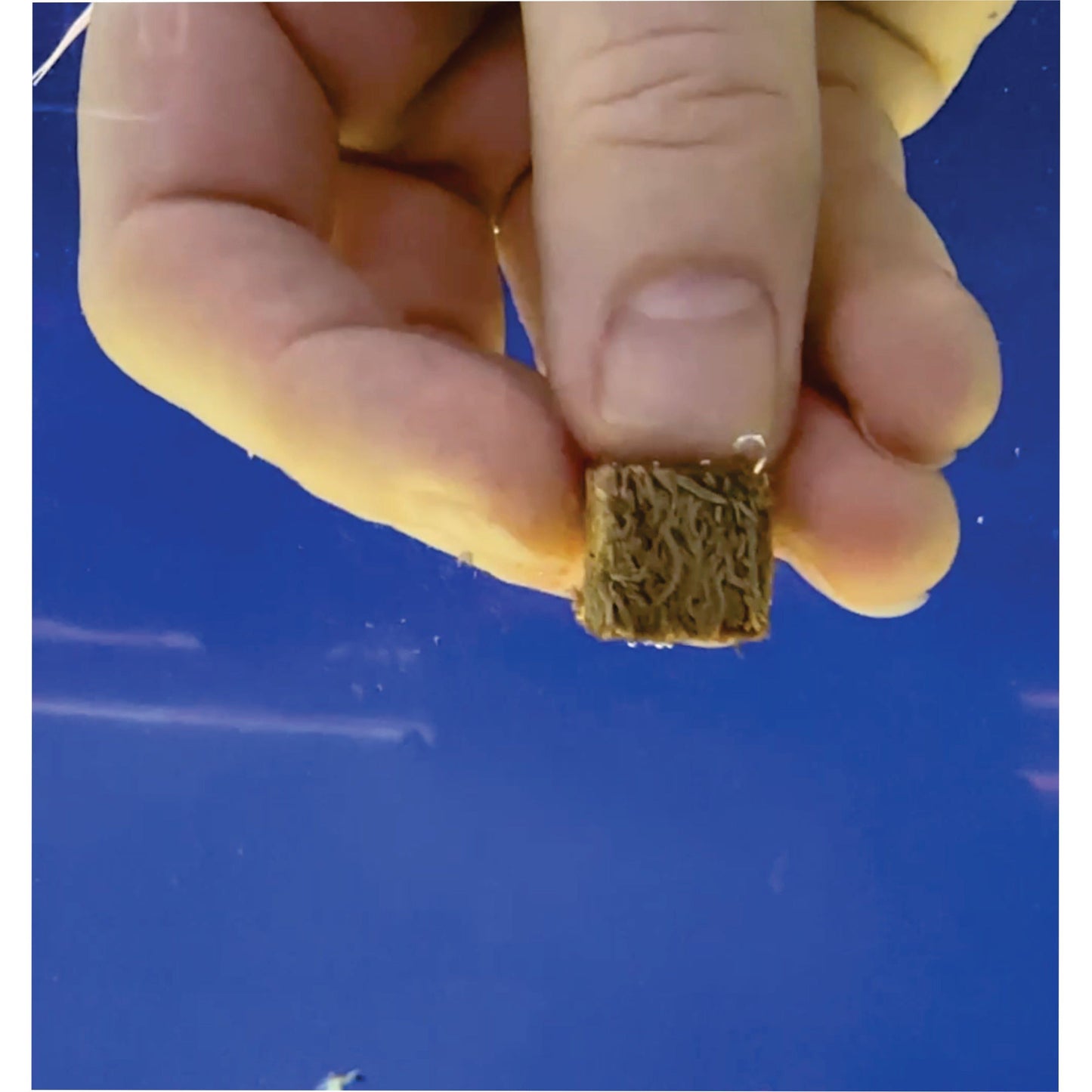 Premium Freeze Dried Blackworms - Power Boost
