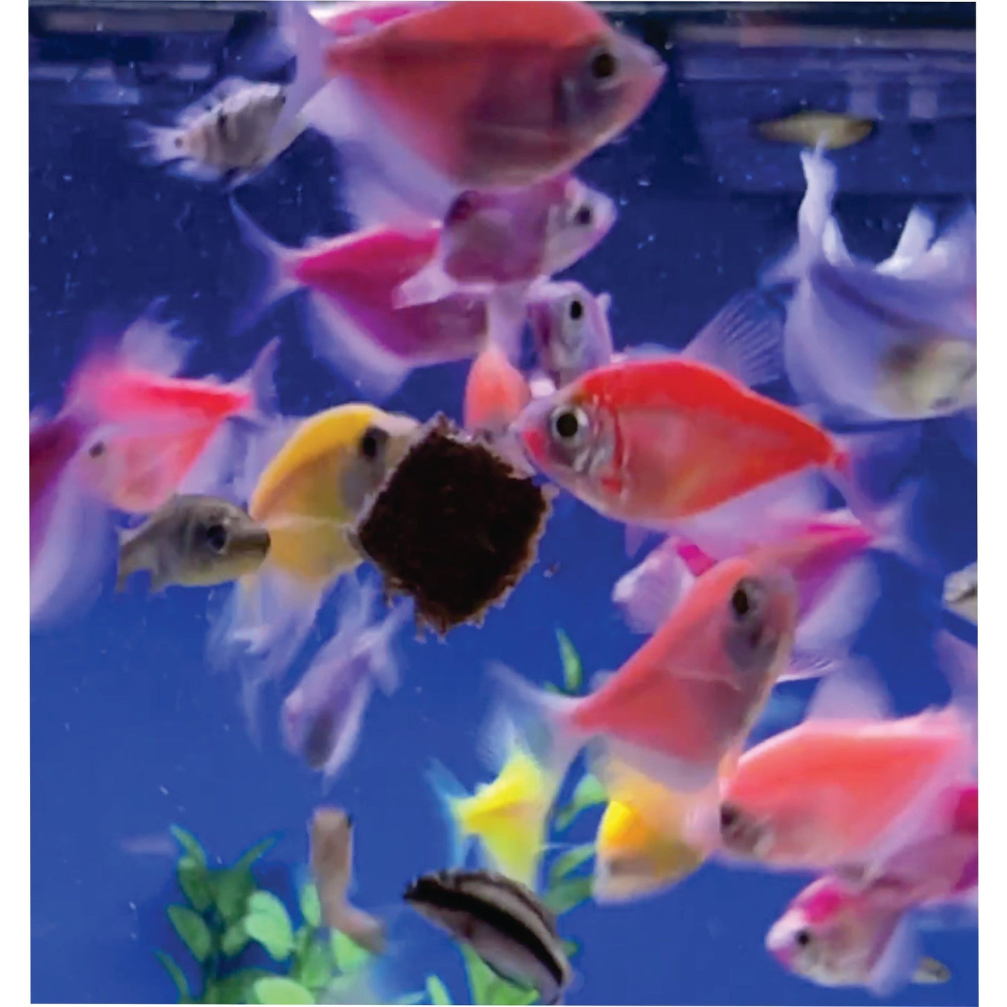 Premium Freeze Dried Blackworms - Power Boost