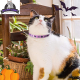 Cute & Stylish Breakaway Cat Collars! 🐾🎀 2-pack in Pink & Black Skull Design, Perfect for Your Fashionable Feline! 💖🐱